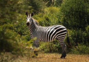 pexels-dmitry-limonov-8765883